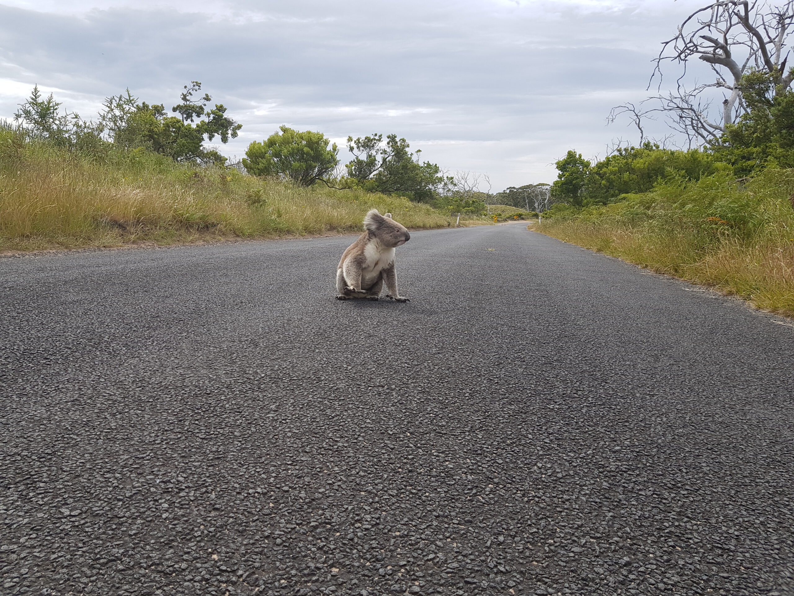 Koalas in Sicht!