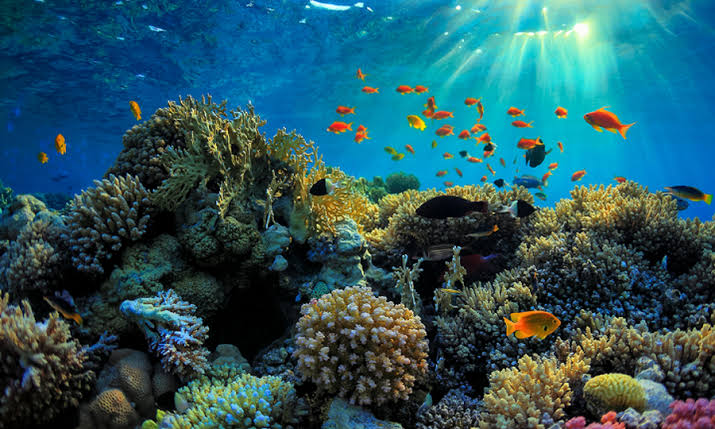 The reef is alive!