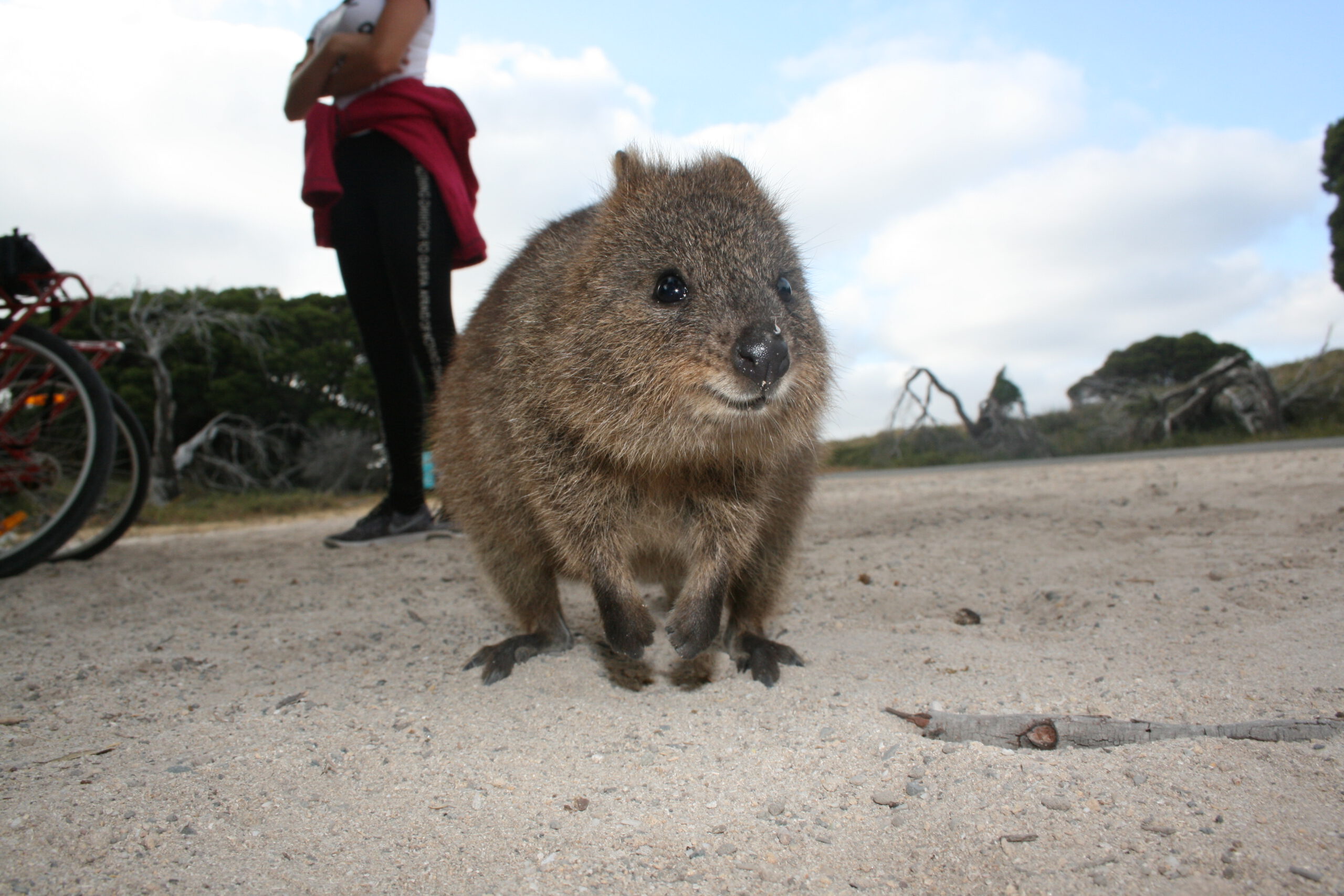 Quokka Island